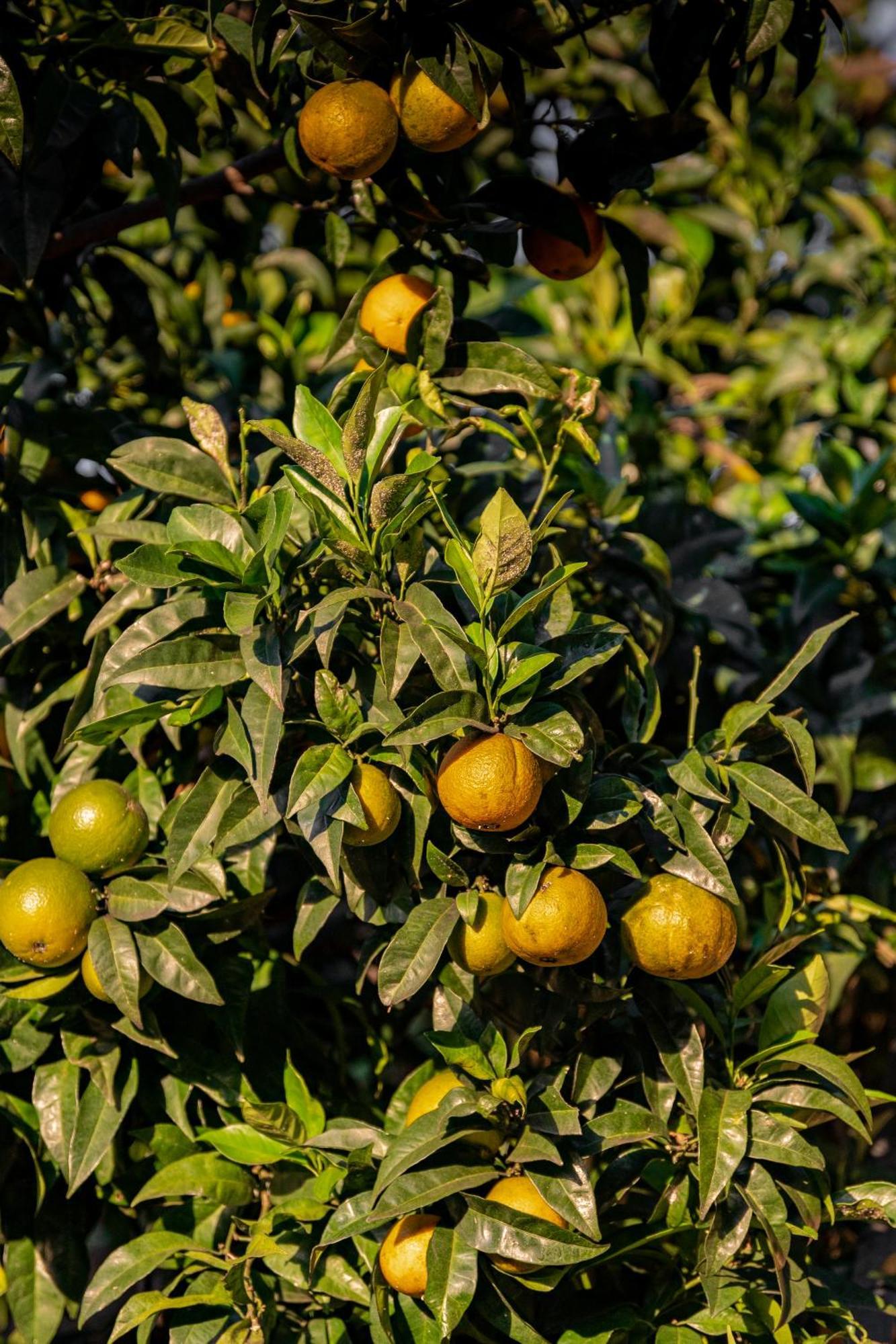 Tenuta Zamparina 蒙蒂尼奥索 外观 照片